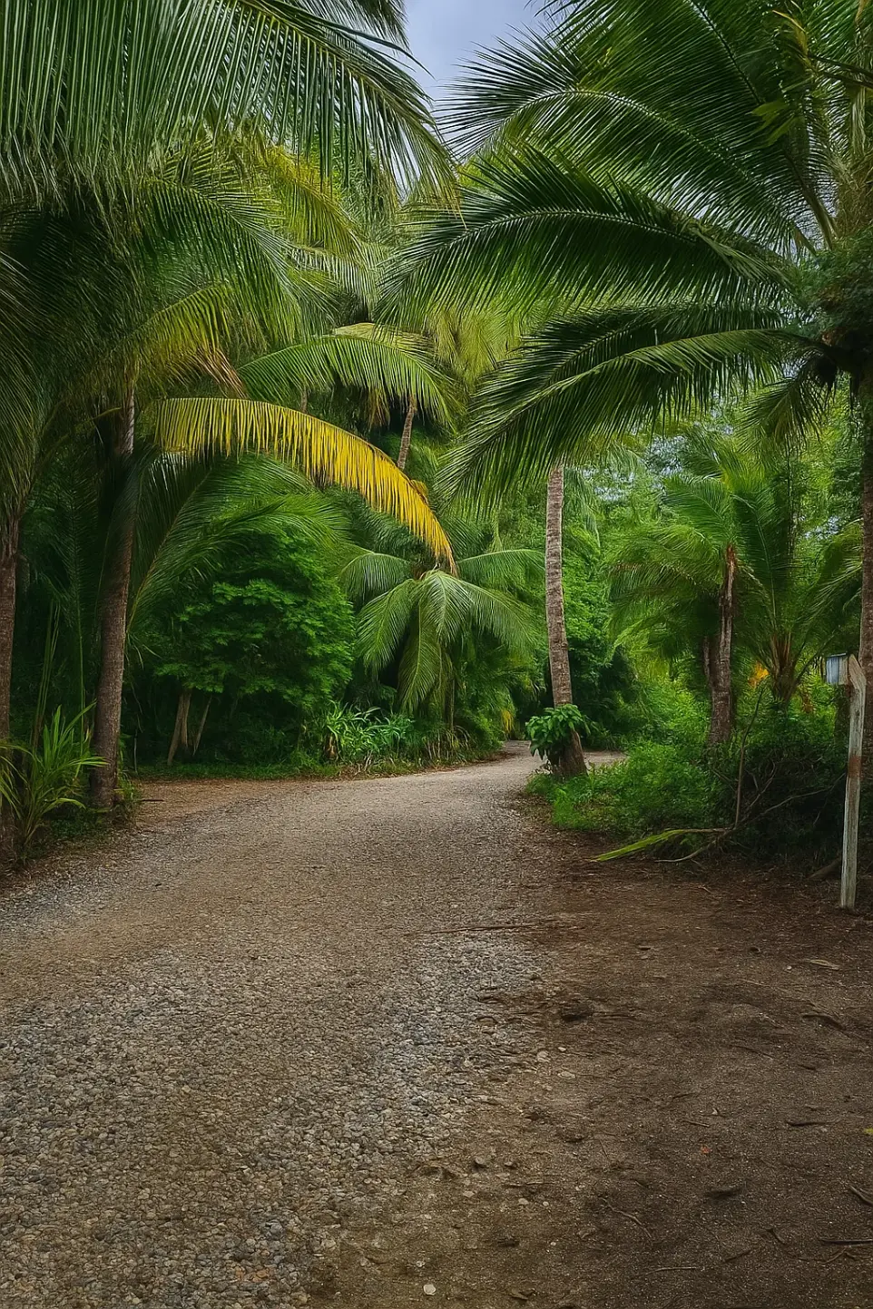 Costa Rica Jungle path
