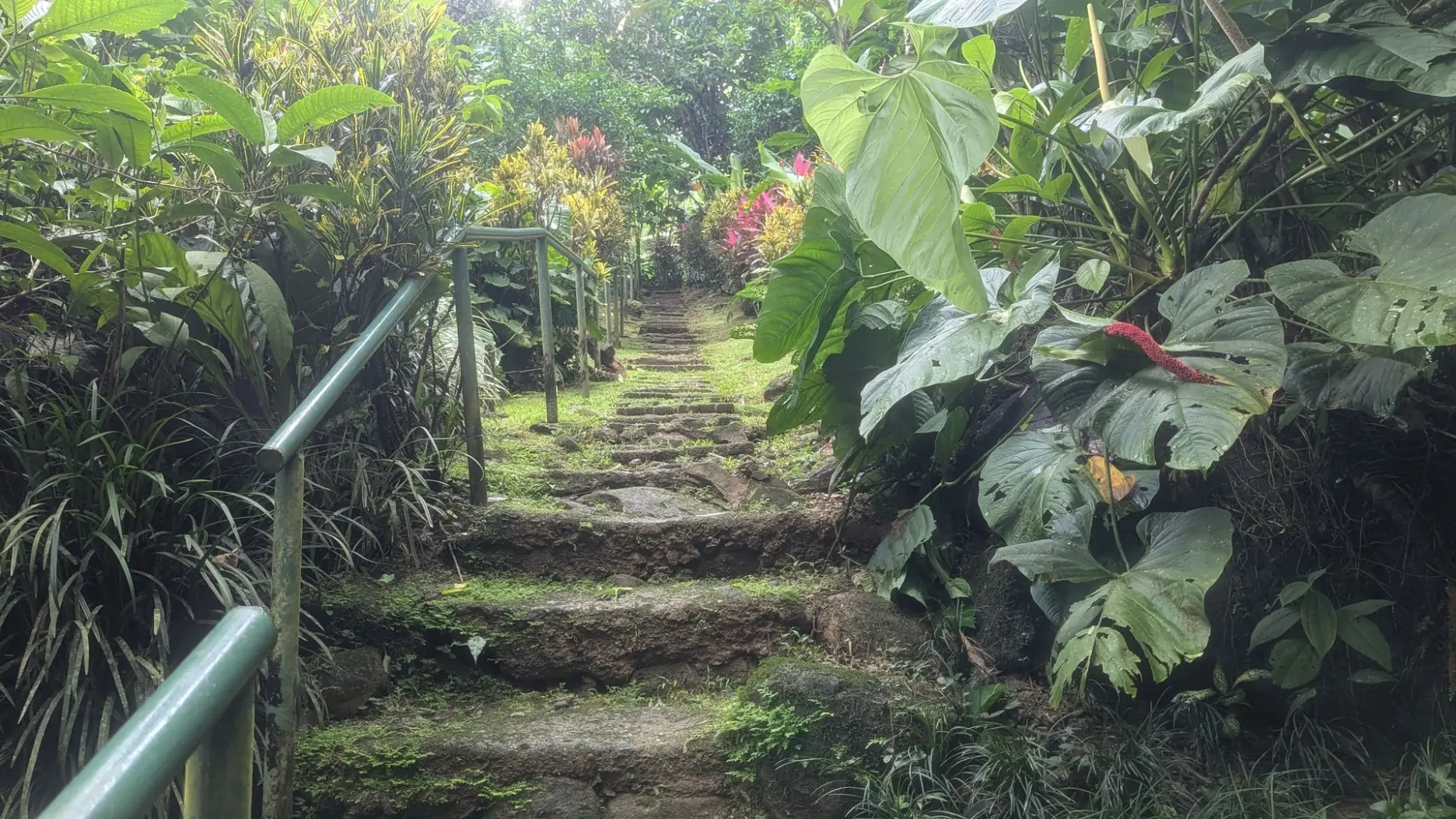 Stairway to Jungle Falls